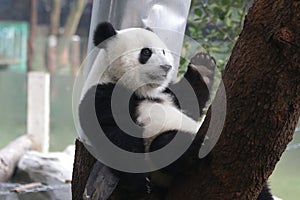 Giant Panda Cub in Chongqing, China