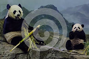 Giant panda and cub eat bamboo photo