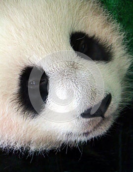 The giant panda cub face Ailuropoda melanoleuca, also known as panda bear.