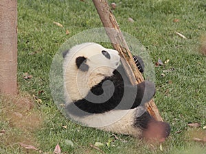 Giant panda cub playing