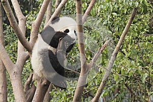 Giant panda cub playing on the tree