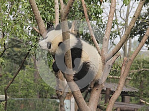 Giant panda cub playing on the tree