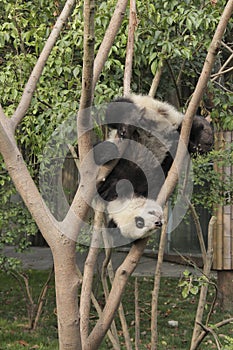 Giant panda cub playing on the tree