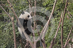 Giant panda cub playing on the tree