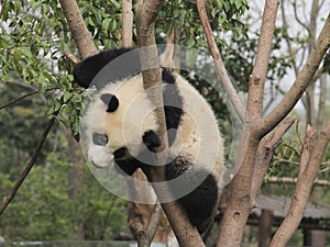 Giant panda cub playing on the tree