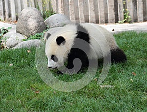 Giant Panda Cub