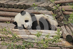 Giant panda cub sleeping photo