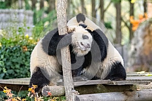 Giant panda cubs playing