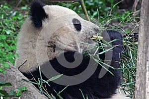 Giant panda eating