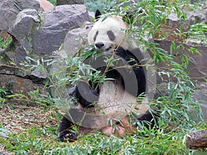 The giant panda eating bamboo