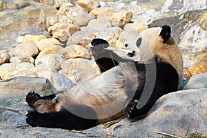 Giant Panda eating bamboo