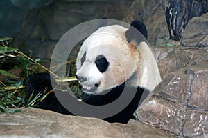 Giant Panda Eating Bamboo