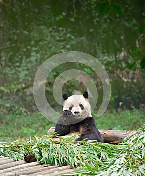 Giant panda eating bamboo