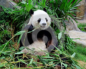 Giant panda eating bamboo