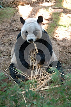 Giant panda eating bamboo