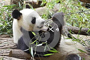 Giant panda eating bamboo