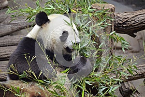 Giant panda eating bamboo