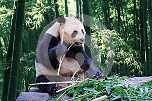 A giant panda is eating bamboo with bamboo forest as background