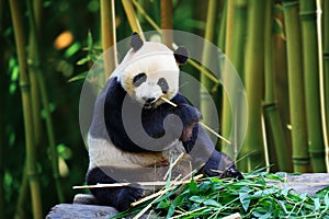 A giant panda is eating bamboo with bamboo forest as background