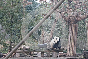 Giant panda is eating bamboo, Bifengxia Nature Reserve, Sichuan Province