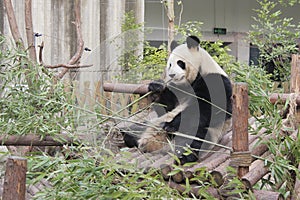 Giant panda eating bamboo