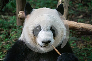 Giant panda eating bamboo