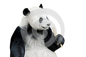 Giant panda eating bamboo isolated over white