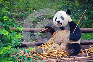 Giant Panda eating bamboo lying down on wood in Chengdu, Sichuan Province, China