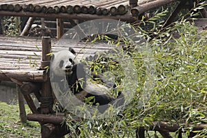 Giant panda eating bamboo