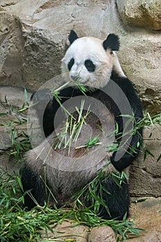 A giant panda eating bamboo, portrait