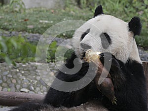 Giant panda eating bamboo shoot