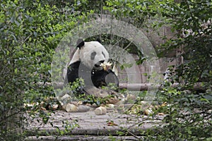 Giant panda eating bamboo shoot