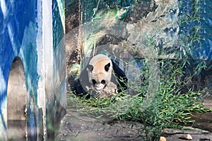 Giant panda eating bamboo shoots