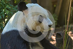 Giant Panda eating bamboo shoots and leaves.