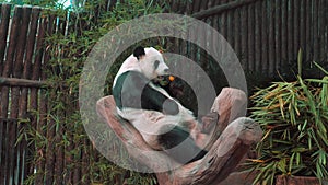 Giant Panda eating bamboo shoots in a zoo.