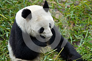 Giant Panda eating food