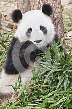 Giant Panda eating fresh bamboo in Chengdu Zoo, China