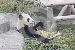 Giant panda eating large stock of bamboo