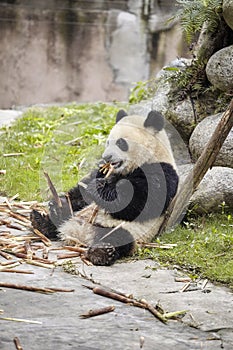 Giant panda eats bamboo, Chengdu, China