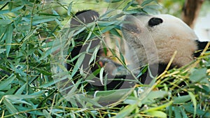 Giant panda eats in the green branches of a tree