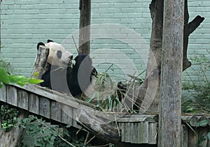 Giant panda in Edinburgh ZOO in Scotland