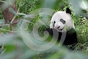 Giant Panda in the Forest