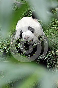 Giant Panda in the Forest (Portrait)