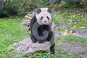 A giant panda in greenery field