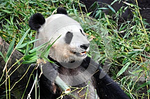 Giant panda having lunch at San Diego zoo