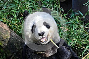 Giant panda having lunch at San Diego zoo