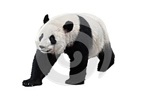 Panda isolated on white background