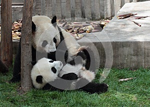 Giant panda with its cub