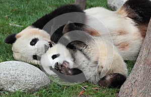 Giant panda with its cub