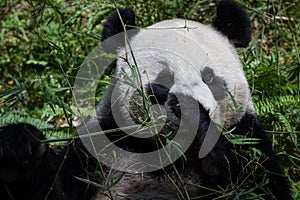 Giant Panda Kai Kai
